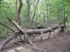 Blean Woods 3_1